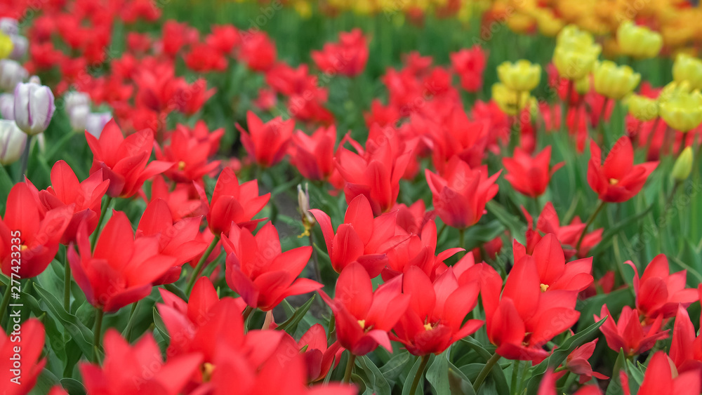 Flowerbeds of red, yellow and orange tulips. Close up of red star tulips. Flowerbeds of red, yellow and orange tulips. Close up of red star tulips.