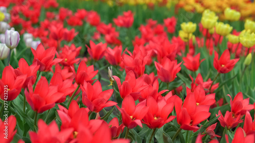 Flowerbeds of red, yellow and orange tulips. Close up of red star tulips.