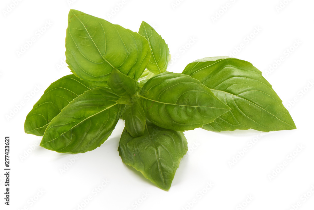 Fresh basil leaves, organic herbs, close-up, isolated on white background Fresh basil leaves, organic herbs, close-up, isolated on white background