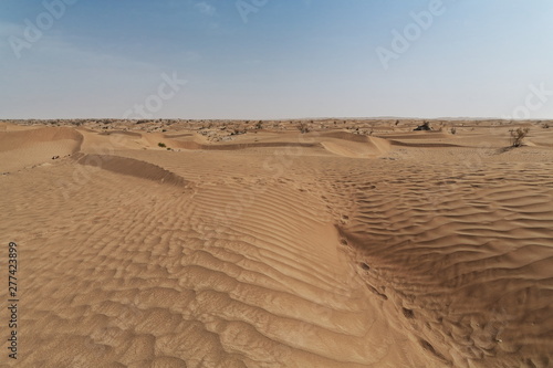 Scattered desert poplar-Populus euphratica trees among tamarisk shrubs. Taklamakan Desert-Xinjiang-China-0309