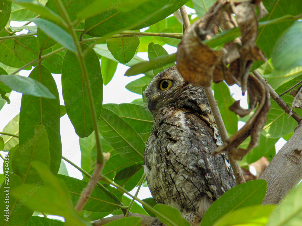 African Scops Owl (Otus senegalensis) in Kruger Park African Scops Owl (Otus senegalensis) in Kruger Park