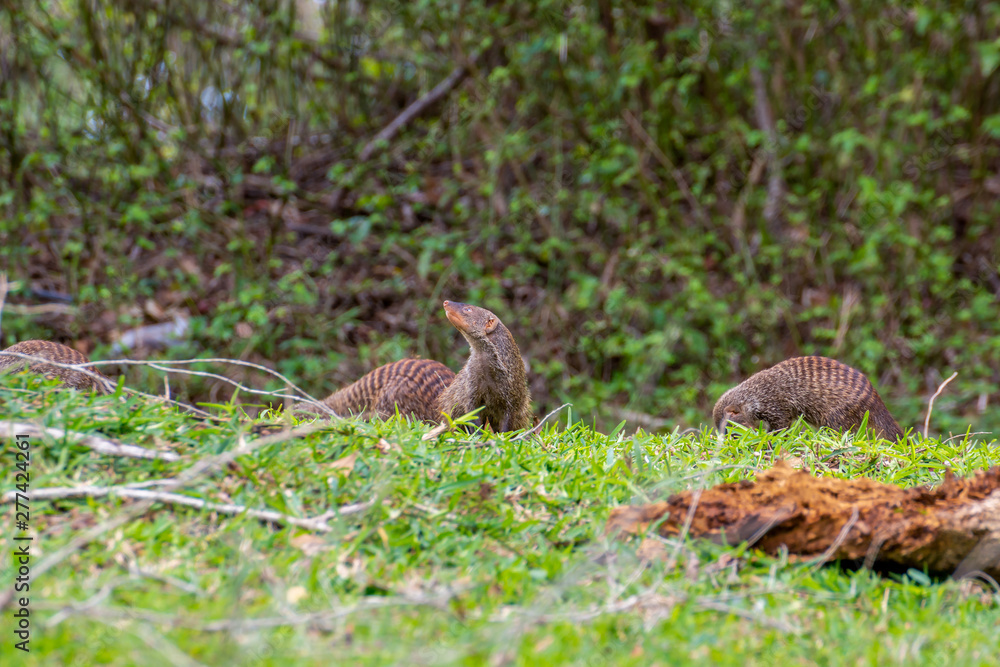 Banded Mongoose (Mungos mungo) Banded Mongoose (Mungos mungo)