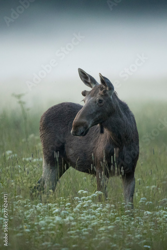 Young Moose bull (Alces alces)