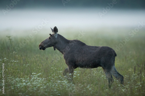 Young Moose bull (Alces alces)