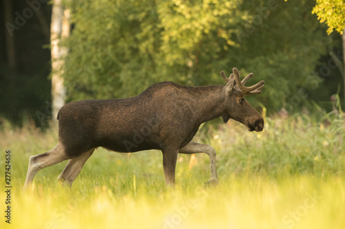 Moose bull on a meadow (Alces alces)