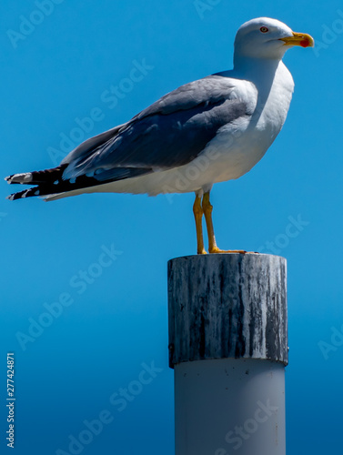 Foto Goéland a bord du lac