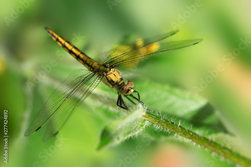 colorful dragonfly sitting on plant