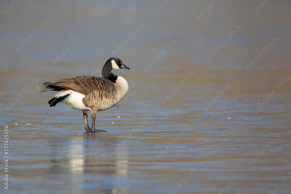 Canada goose (Branta canadensis) sitting on the ice of a frozen lake in the nature protection area Moenchbruch near Frankfurt, Germany.