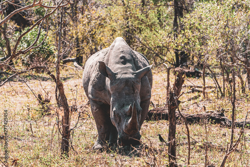 White Rhinoceros  Ceratotherium simum 