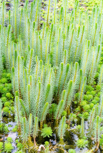 mares tail, mares tail, aquatic plant photo