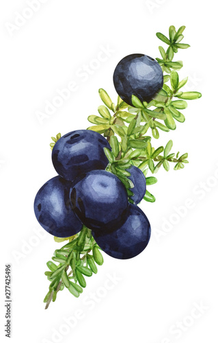 Wallpaper Mural Black forest northern berries of the crowberry, painted in watercolor. Ideal for wedding invitations, cards, logos Torontodigital.ca