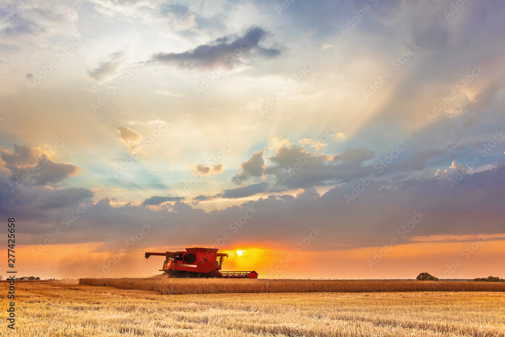 Fototapeta premium Combine harvester harvests in the field at sunset. Improved bright light, selective focus.