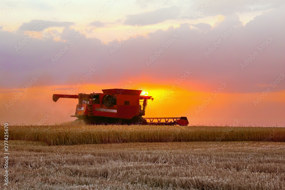 Naklejka premium Combine harvester harvests in the field at sunset. Improved bright light, selective focus.