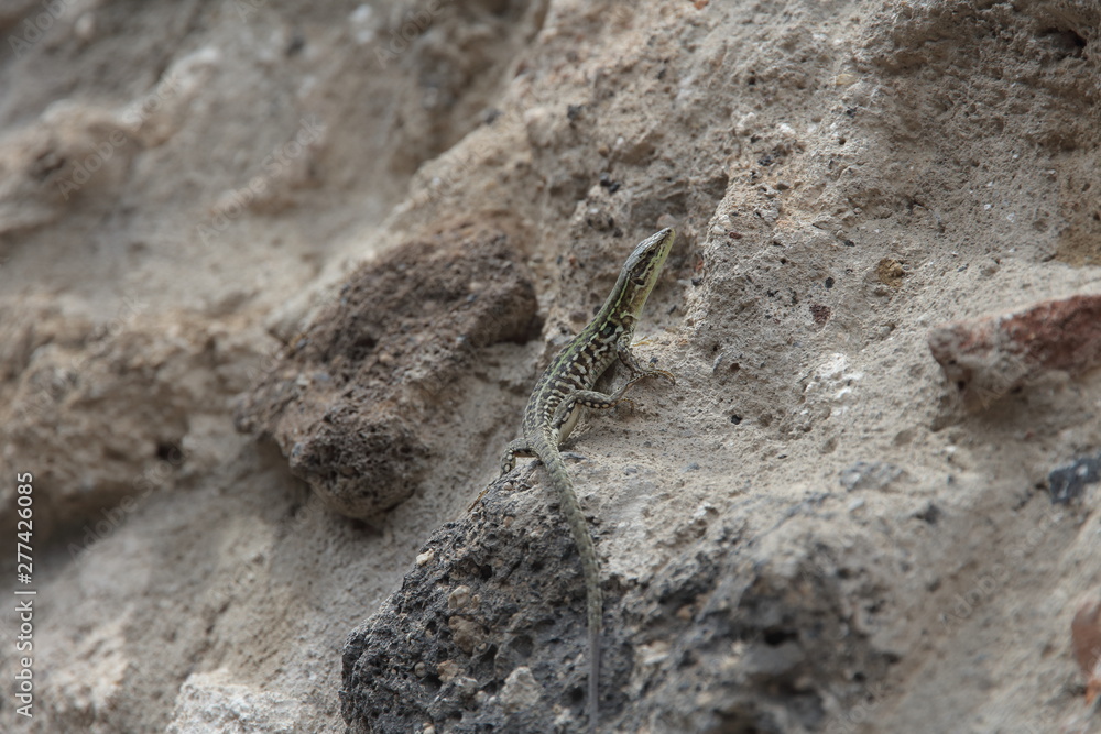 beautiful lizard among the stones in summer beautiful lizard among the stones in summer