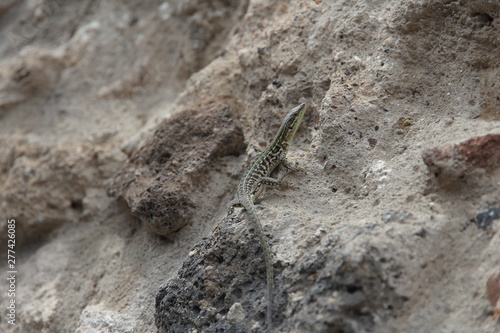 beautiful lizard among the stones in summer