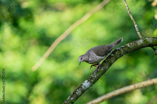 West Peruvian Dove (Zenaida meloda), Costa Rica photo