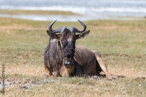 wildebeest, gnu lying in the savannah in Africa, portrait 
