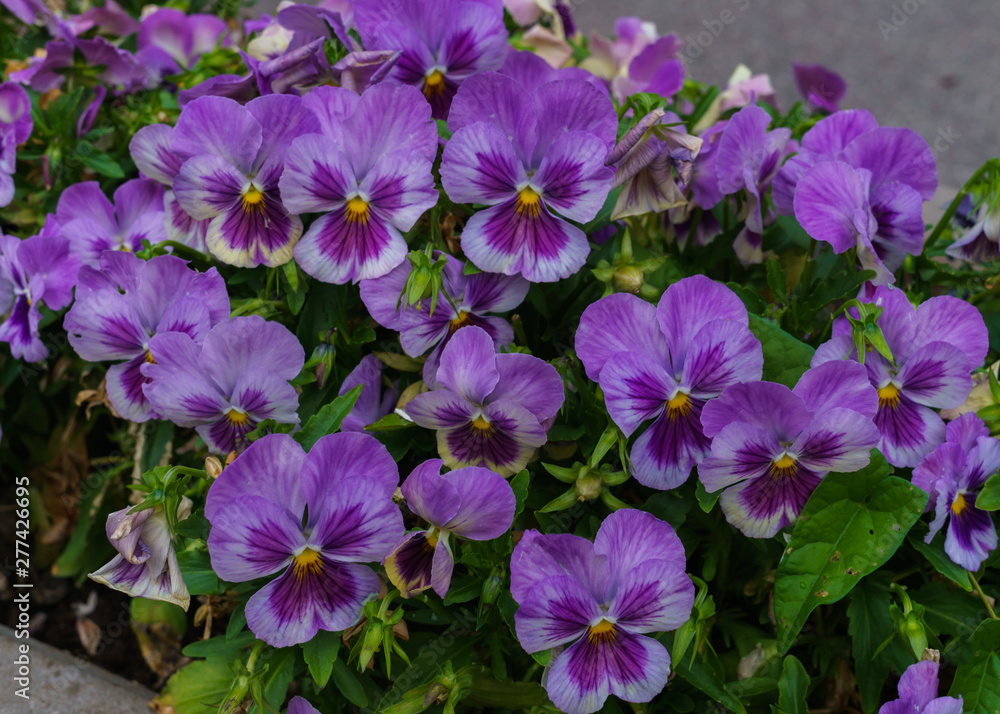 Gentle purple flowers of pansies in the summer garden. Gentle purple flowers of pansies in the summer garden.