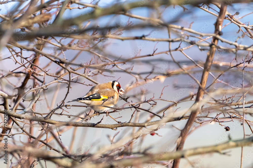 European Goldfinch (Carduelis carduelis) in the UK European Goldfinch (Carduelis carduelis) in the UK