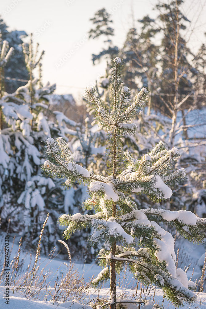 Beautidul winter landscape with pine tree covered by snow on sunny day Beautidul winter landscape with pine tree covered by snow on sunny day