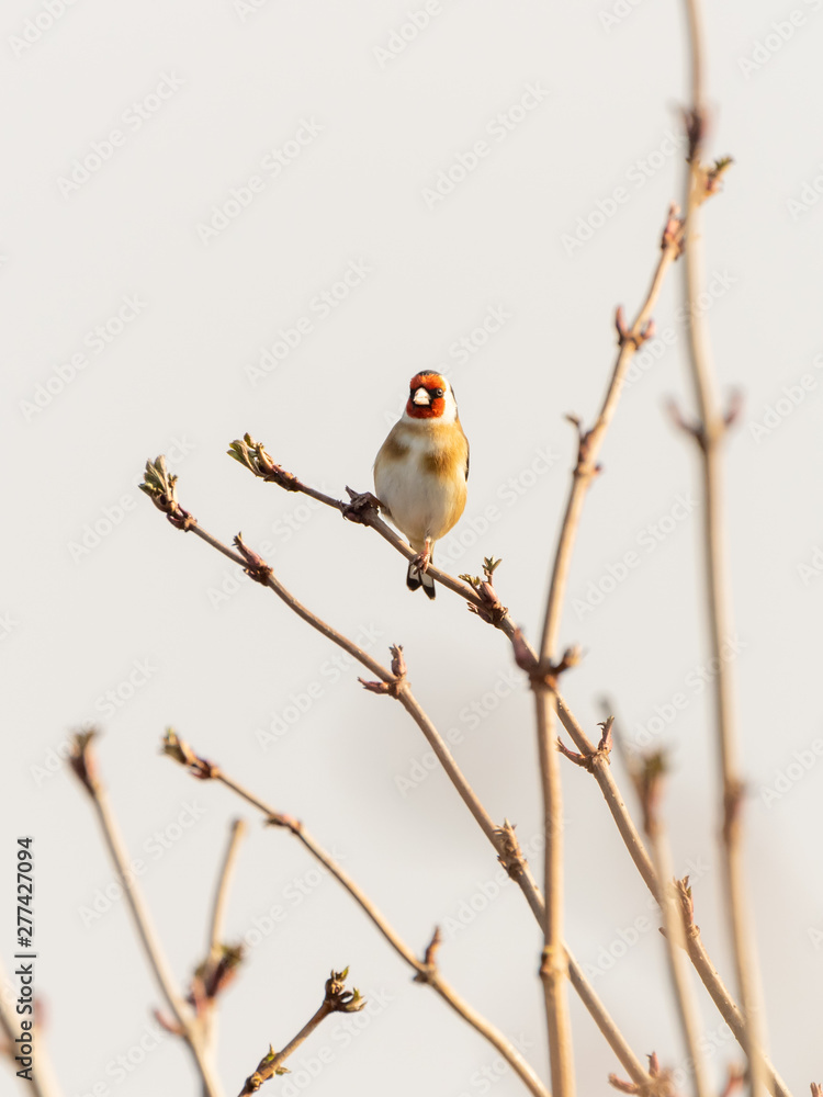 European Goldfinch (Carduelis carduelis) in the UK European Goldfinch (Carduelis carduelis) in the UK