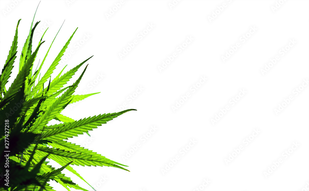 Fototapeta premium The marijuana plants are isolated on a white background. Selective focus.