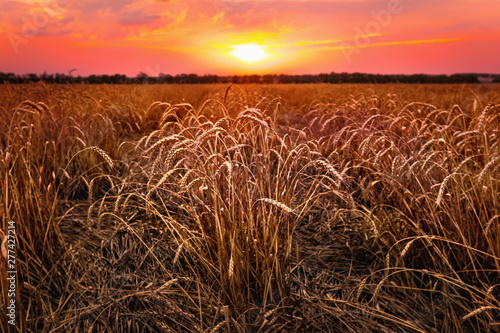 Red Golden sunset over wheat field. Spikelets close-up against the horizon with the setting sun.