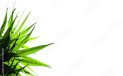 The marijuana plants are isolated on a white background. Selective focus.
