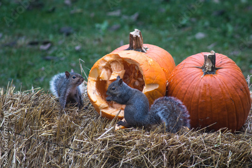 squirrels eating pumkins 