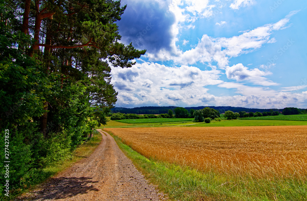 Obraz premium beautiful sky with clouds over the field near the forest