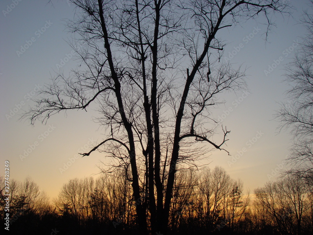 tree sunset