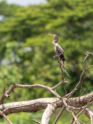 Neotropic Cormorant (Phalacrocorax brasilianus) in Costa Rica