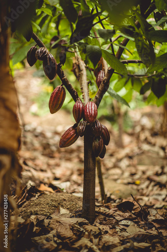 cacao tree photo