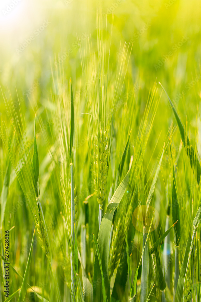 Spike of barley on a cereal field with a sunbeam and a flare, vertical. Green bright sunny ripe ears of rye wheat barley on a farm field. Spikelets of cereals in the bright rays of the sun