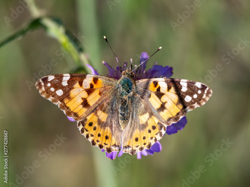 Painted lady (Vanessa cardui) on a flower