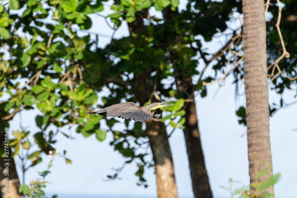 Fototapeta premium Bare-throated Tiger Heron (Tigrisoma mexicanum) in Costa Rica