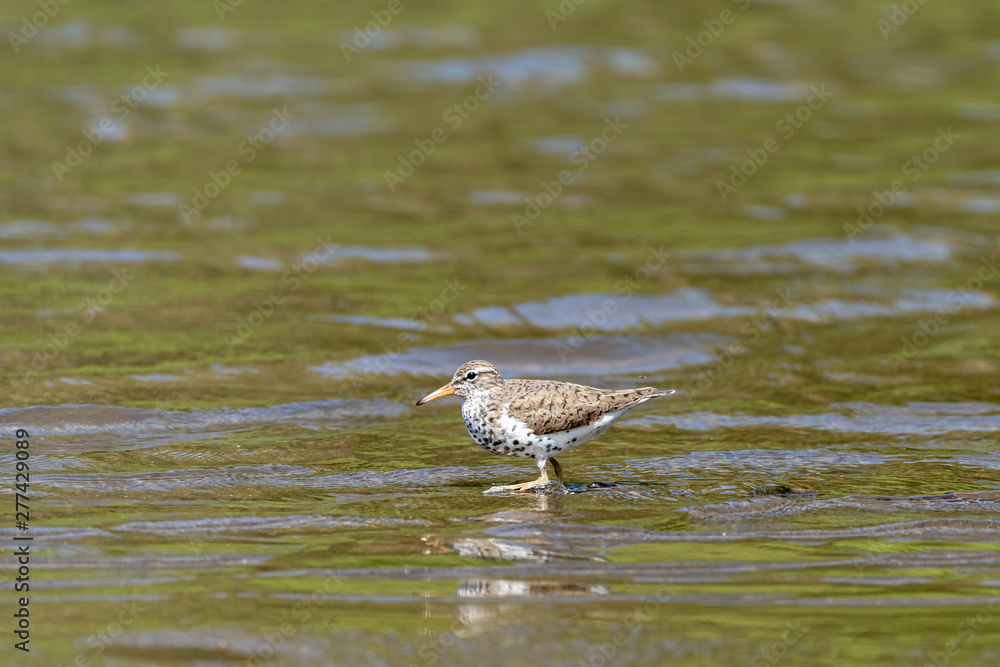 Spotted Sandpiper (Actitis macularius) in Costa Rica Spotted Sandpiper (Actitis macularius) in Costa Rica