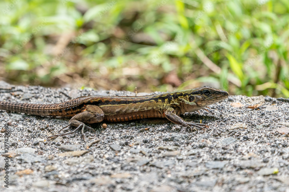 Delicate Ameiva (Holcosus leptophrys) lizard Delicate Ameiva (Holcosus leptophrys) lizard