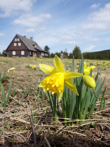 Daffodils on a meadow in Jizerka village photo