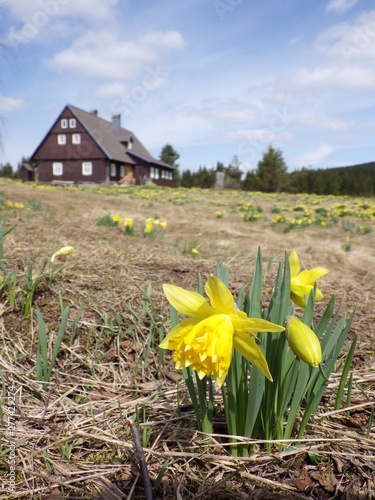 Daffodils on a meadow in Jizerka village photo