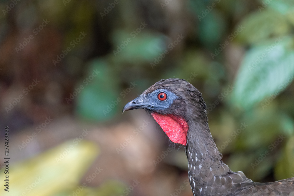Crested guan (Penelope purpurascens) in Costa Rica Crested guan (Penelope purpurascens) in Costa Rica