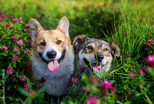 Photography dog on grass