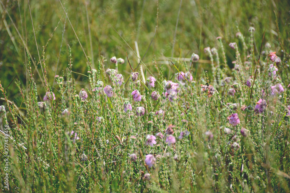 Field with wildflowers Cross-leaved Heath. Erica Tetralix Field with wildflowers Cross-leaved Heath. Erica Tetralix