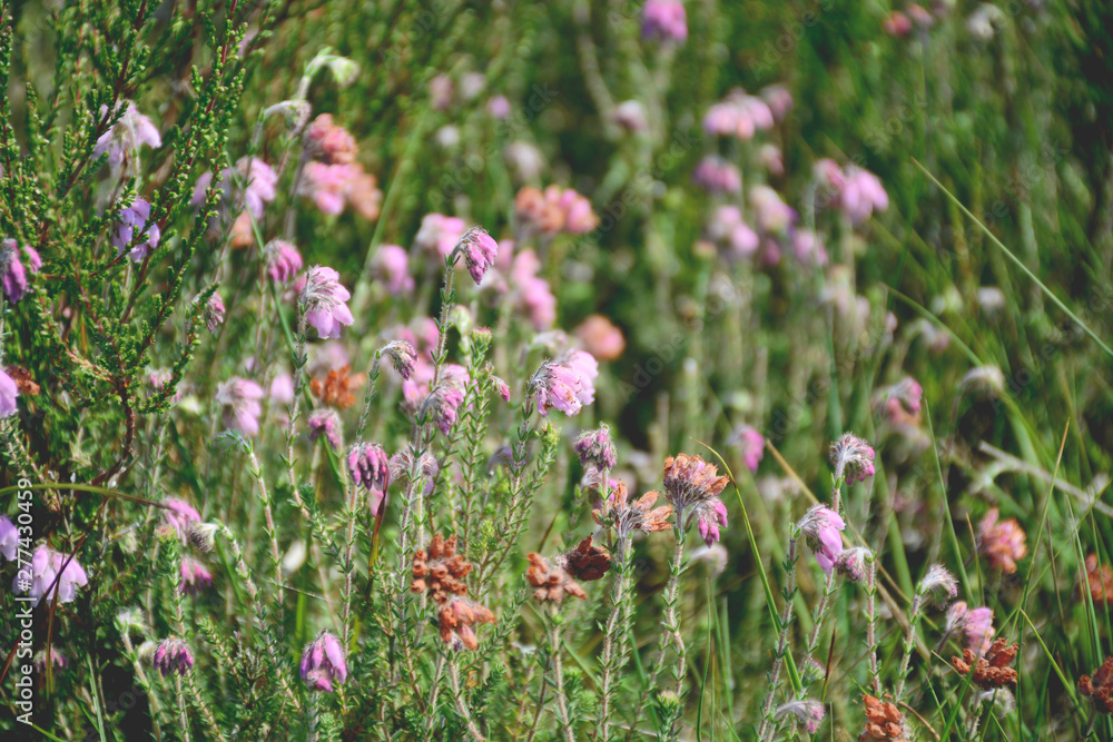 Naklejka premium Wildflowers Cross-leaved Heath. Erica Tetralix