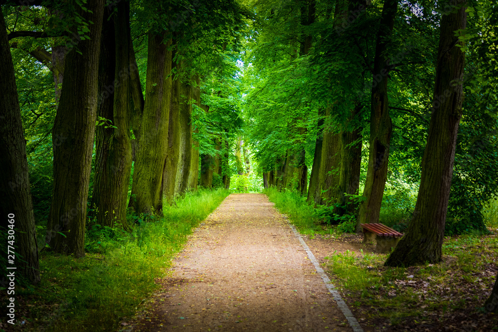 Fototapeta premium Beautiful linden alley in the summer park
