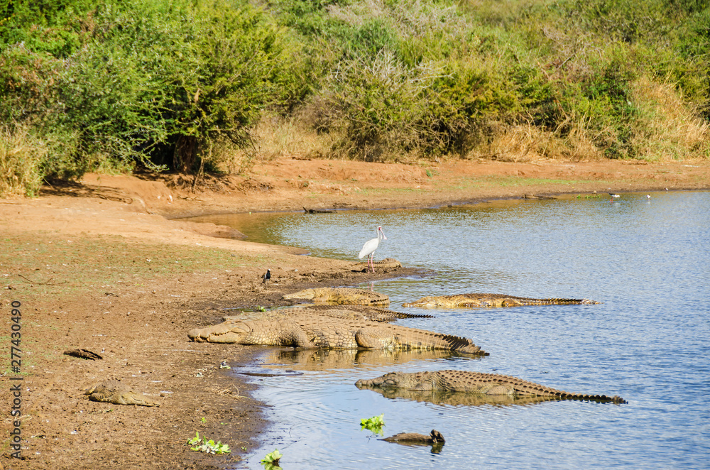 Crocodiles and African spoonbill on the banks of the Sabie River in the Kruger National Park Crocodiles and African spoonbill on the banks of the Sabie River in the Kruger National Park
