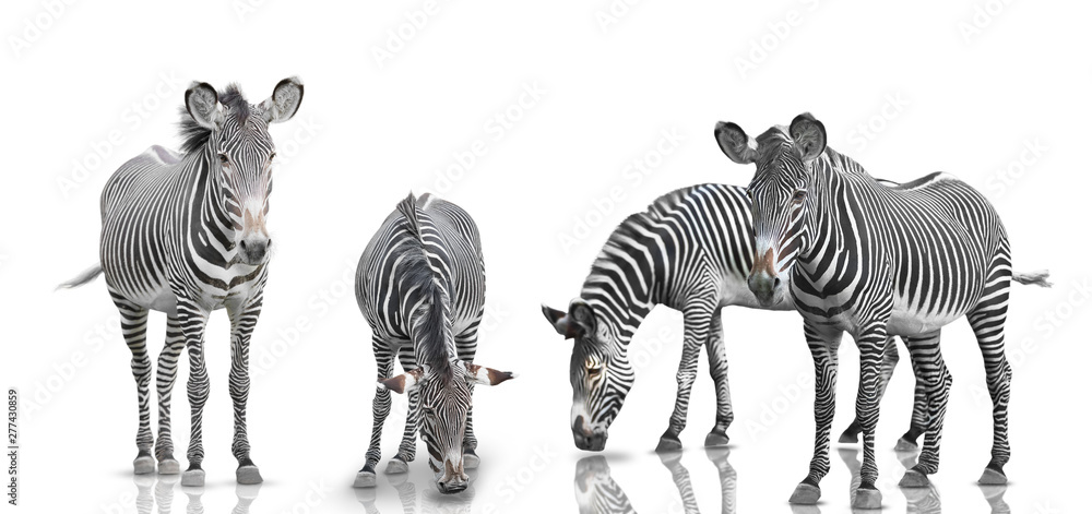  zebra set is isolated on white background - obrazy, fototapety, plakaty 