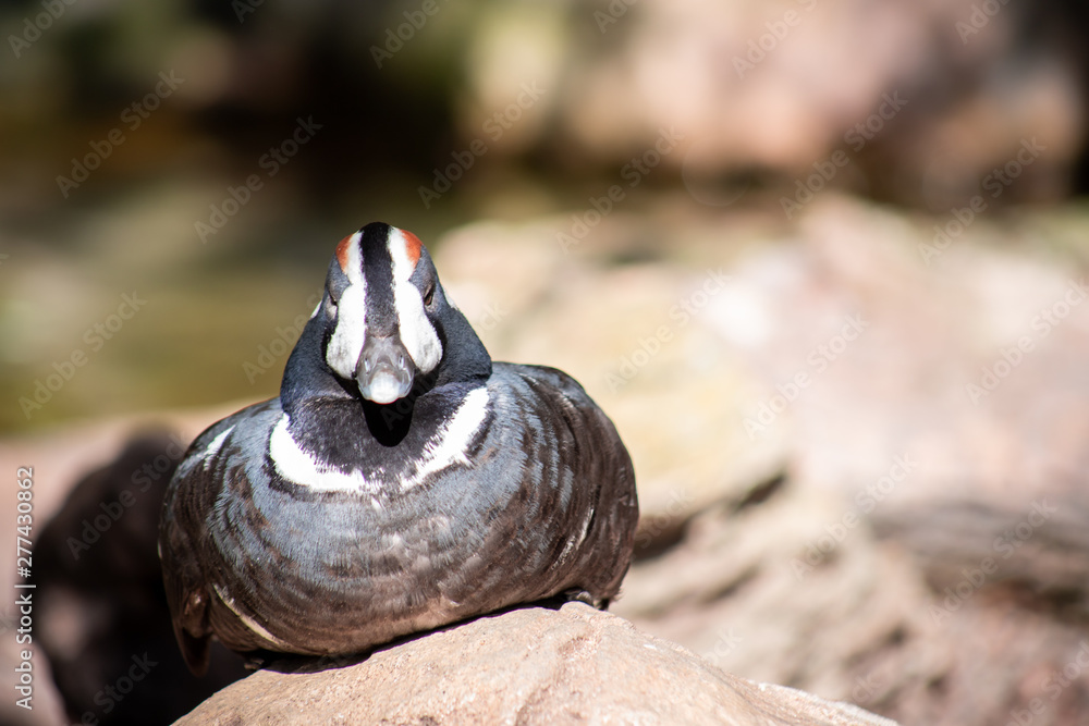 Obraz premium Isolated Duck