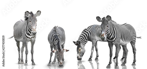  zebra set is isolated on white background photo