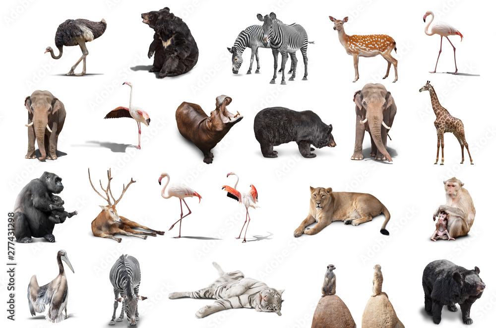 big set of wild animals isolated on white background